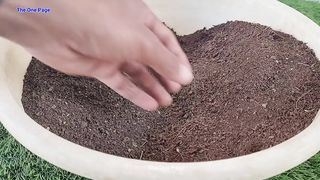 Top 10 Vegetables you can grow at Home By The One Page