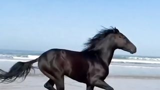 De l'équitation au bord de la mer