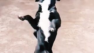 Animal movements are also very interesting.