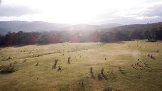 Australian Farmers Deal With 51,3 Million Kangaroos This Way - Australian Farming