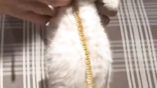 Funny Moment Cat