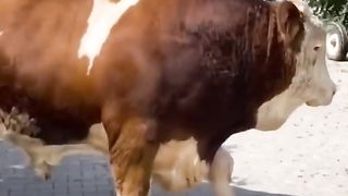 Gigant buqa