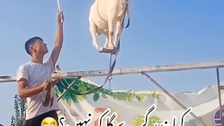 Best animal funny videos !! manki videos