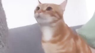 Funny animals - Funny cats and dogs - Funny animal videos 2023