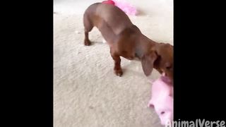 an you resist laughing at these funny pets