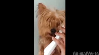 Laughing Makes You Lose, Dogs and Cats Edition