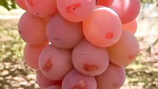 Yummy grapes