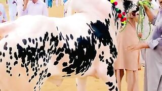 Fatehjangi bulls