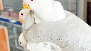 Albino Red eyes