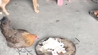 Chicken and Dog
