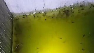 Cek larva lele umur 8 hari