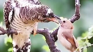 Birds 17