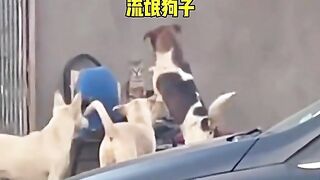 animal friendship 2