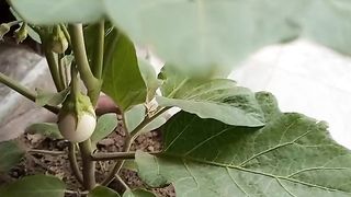 White Brinjal
