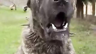 An amazing dog
