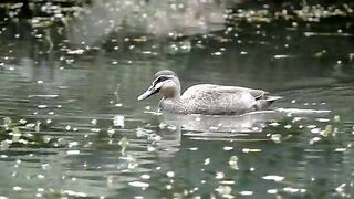 Swan Exclusive Shot