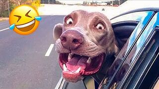 Funny cats and dogs video