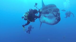 This Is Why Orcas Are Called Killer Whales