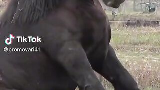 Gorgeous hors!
