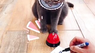 Smart cat