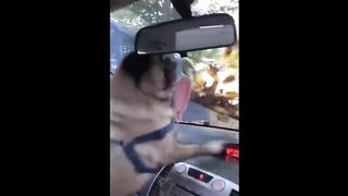 funny animal