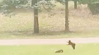 Funny cats video