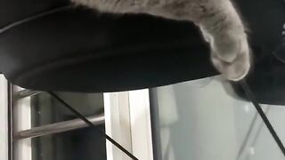 Cute cats