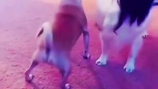 have fun with cute pets , funny animals