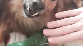 Funny angry la la dog