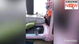 funny animals