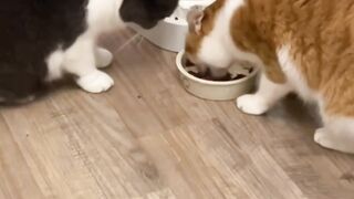 Funny cats