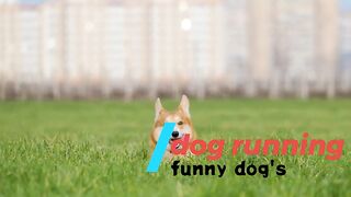 funny dog running