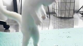 Кот танцор