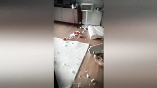 Funny animals videos,Best Dogs and Cats videos 2022