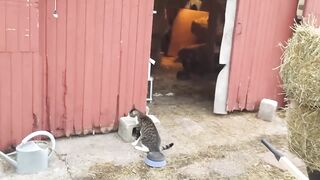 Os gatinhos mais doidos da internet