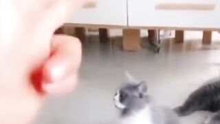 Котики