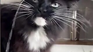 Мемные животные