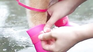 cute puppy