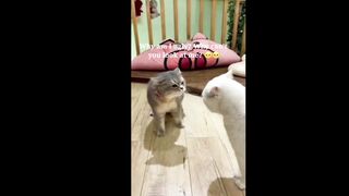 The cat wife blames to cat husband (Tiktok )