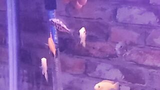 Fish tank