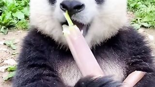 pandas
