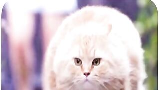 cat memes