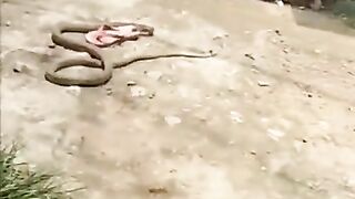 Thieving Snake