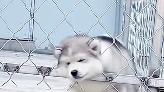 What beautiful and cute animals they are