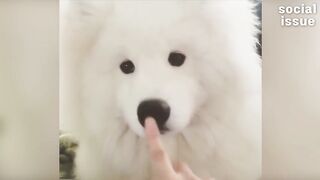 funny animals watch