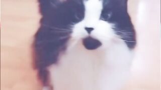 Funny cat 2023