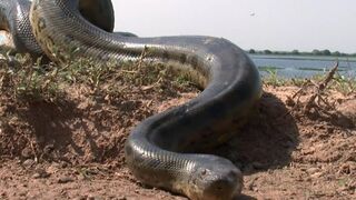 Big snakes