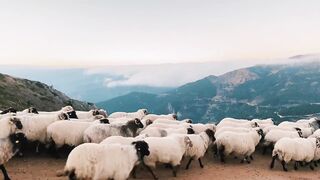 Flock of sheep