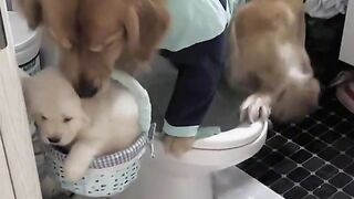 Smart dog!