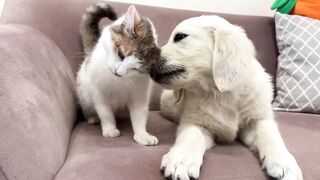 Golden Retriever Puppy tries to make friends with Cats